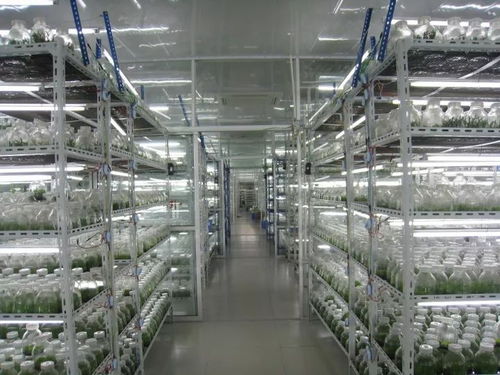 农业革命新技术 脱毒育苗技术 脱毒种苗繁育工厂